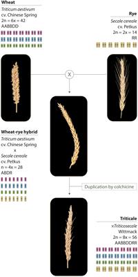 Genome-Wide Transcription During Early Wheat Meiosis Is Independent of Synapsis, Ploidy Level, and the Ph1 Locus